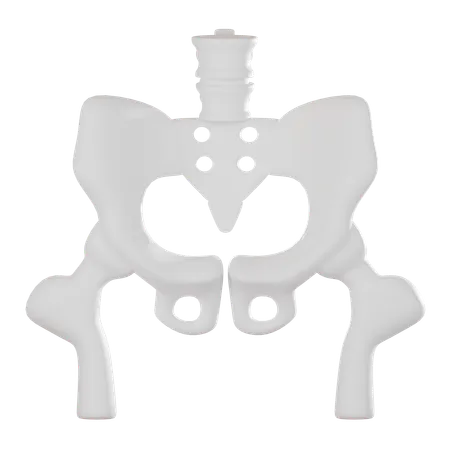 Pelvis  3D Icon