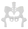 Pelvis