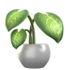 Philodendron