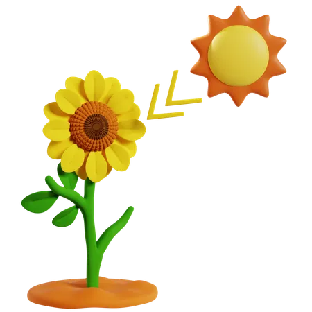 Photosynthesis in Sunflower for Energy Production  3D Icon