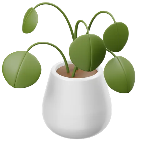 Pilea Peperomioides  3D Icon