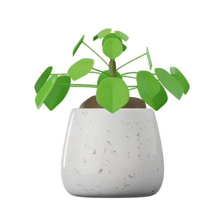 Pilea Peperomioides Plant  3D Icon