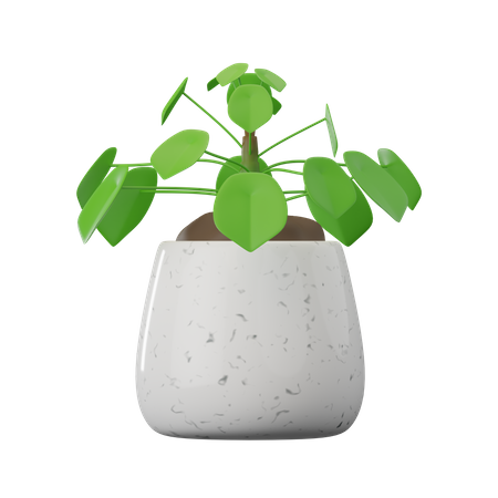 Pilea Peperomioides Plant  3D Icon