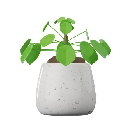 Plante pelea peperomioides  3D Icon