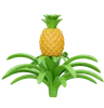 Pineapple Stalk