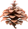 Pinecone