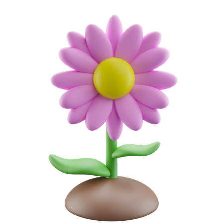 Pink Daisy Flower  3D Icon