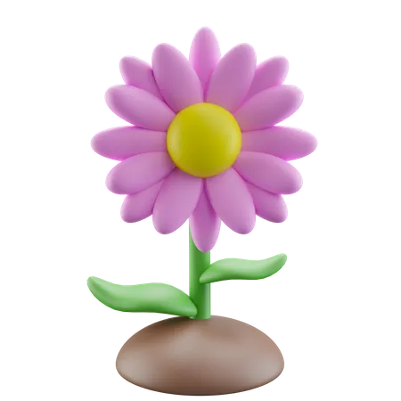 Pink Daisy Flower 3 D Icon Illustration 3D Icon