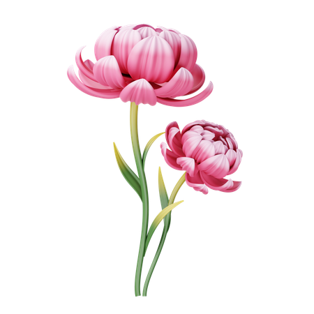 Pivoine  3D Icon