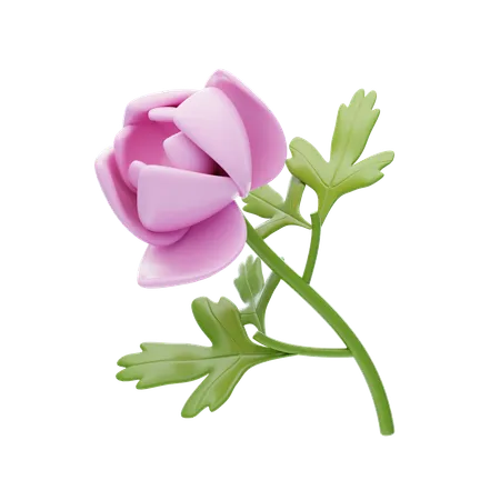 Pivoine  3D Icon