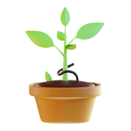 3 D Plant Growth Illustration 3D Icon