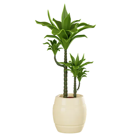 Dracaena Plant Perfect For Showcasing Nature Interior Design And The Elegance Of Houseplants In A Realistic Style 3 D Render Illustration 3D Icon