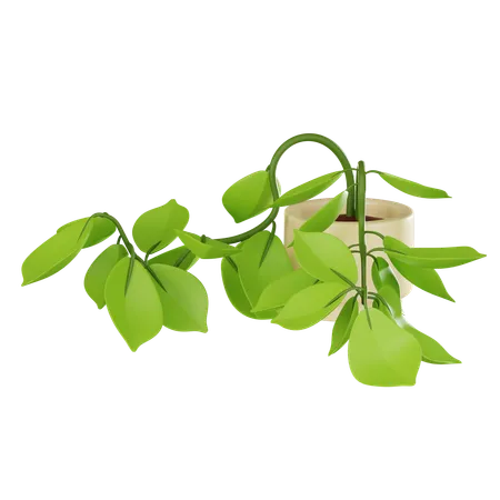 Pothos Plant In Pot Perfect For Adding Touch Of Nature To Any Space Ideal For Home Decor Gardening Enthusiasts And Eco Friendly Design Concepts 3 D Render Illustration 3D Icon