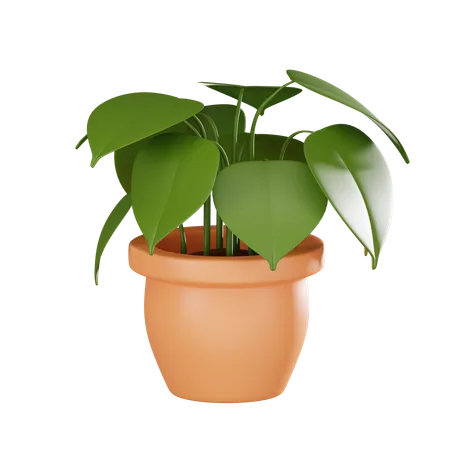 Peperomia Plant In Pot Ideal For Showcasing Indoor Gardening And Botanical Decor Perfect For Nature Lovers And Home Decor Enthusiasts Looking For Vibrant Realistic Art 3 D Render Illustration 3D Icon