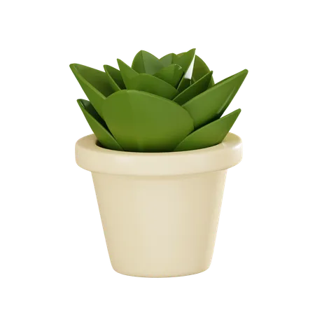 Succulent Plant Ideal For Adding A Touch Of Greenery To Home And Office Spaces Perfect For Botanical And Eco Friendly Themes 3 D Render Illustration 3D Icon
