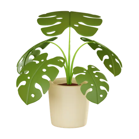 Monstera Tree Perfect For Interior Decor Enthusiasts And Plant Lovers This Captures The Beauty Of Lush Foliage And Tropical Charm 3 D Render Illustration 3D Icon