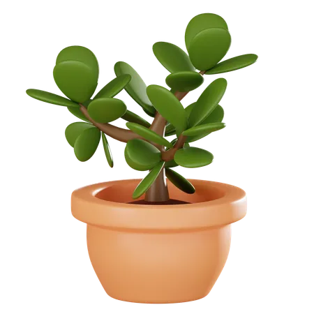 Jade Plant Pot Perfect For Adding A Touch Of Botanical Charm To Modern Interior Spaces Ideal For Home Decor Gardening And Design Projects 3 D Render Illustration 3D Icon