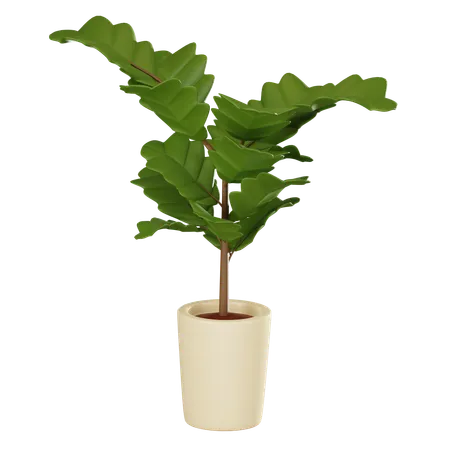Fiddle Leaf Fig Plant In Modern Pot Perfect For Adding Touch Of Natures Elegance To Interior Designs Home Decor Projects And Botanical Themed Visuals 3 D Render Illustration 3D Icon