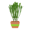 Plant Pot