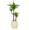 Plant Pot