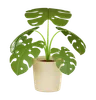 Plant Pot