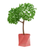 Plant Pot