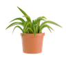 3d plant logo