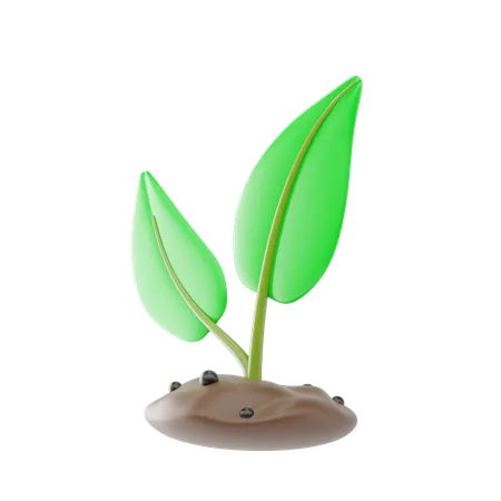 Plant Seedling  3D Icon