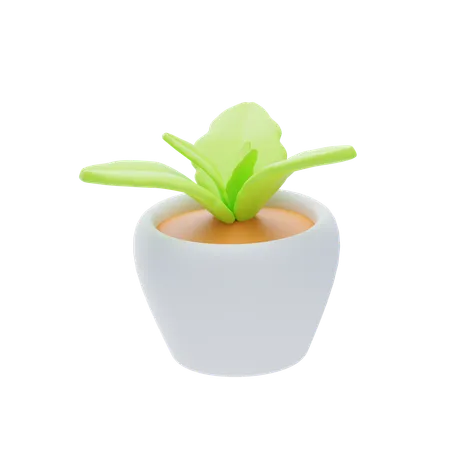 Planta  3D Icon