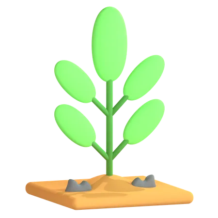 Planta  3D Icon