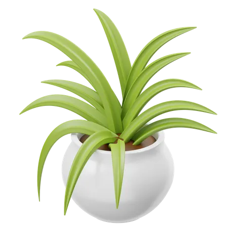 Planta aranha  3D Icon