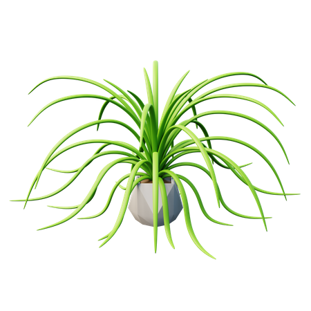 Planta aranha  3D Icon