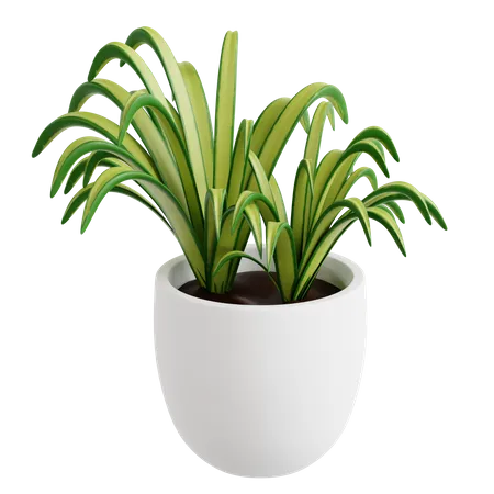 Planta aranha  3D Icon