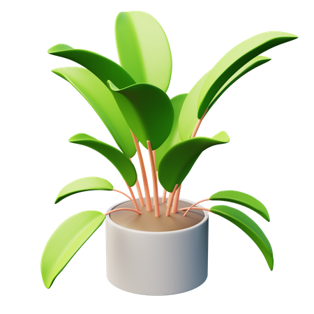 Planta de árbol de caucho  3D Icon