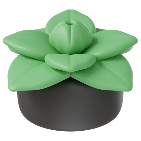 Planta de decoracion  3D Icon