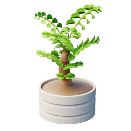Planta de figo chorão  3D Icon