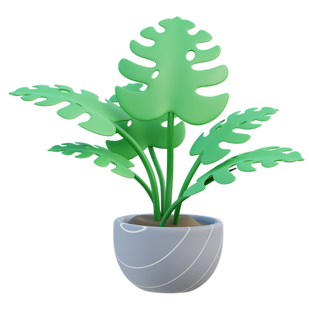 Planta monstera  3D Icon