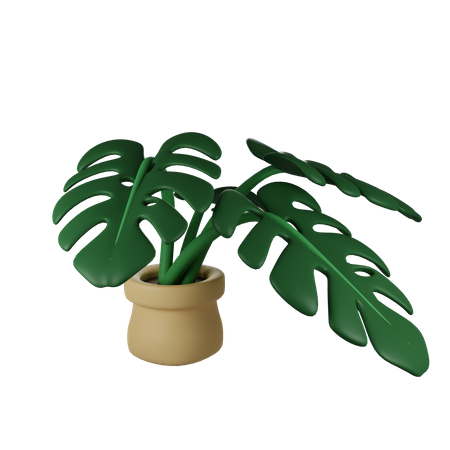 Planta monstera  3D Illustration