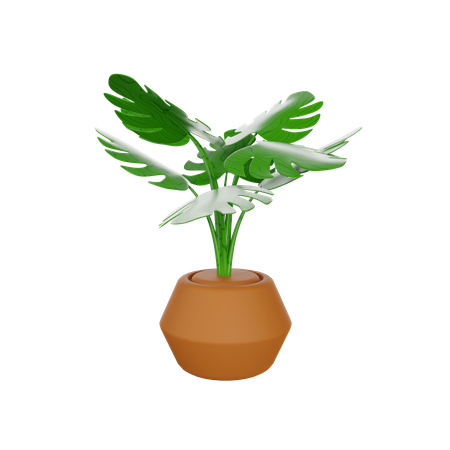Planta monstera  3D Illustration
