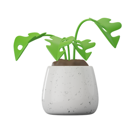 Planta monstera  3D Icon