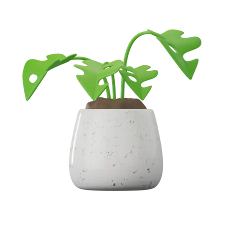 Planta monstera  3D Icon