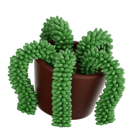 Planta rabo de burro  3D Icon