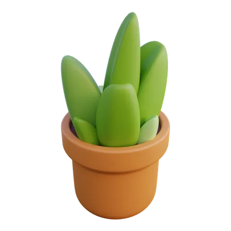 Planta vasta  3D Icon