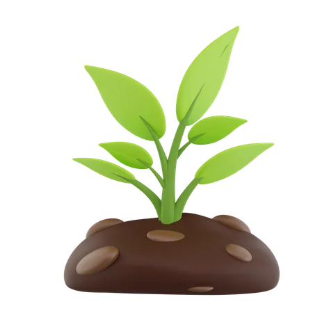 Plantas  3D Icon