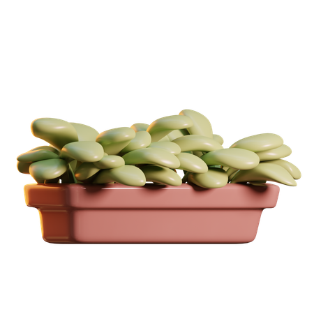 Plantas  3D Icon