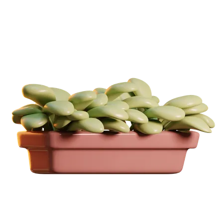 Plantas  3D Icon