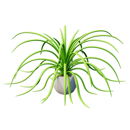 Plante araignée  3D Icon