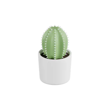 Plante de cactus  3D Icon