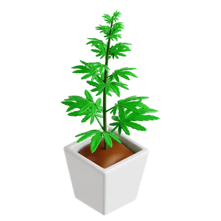Plante de cannabis  3D Icon