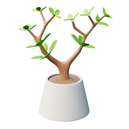 Plante de jade  3D Icon